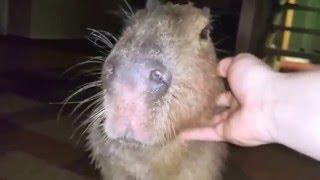 Good Boy JoeJoe the Capybara