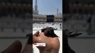 Ababeel panchi#islamicvideo #trending #youtube