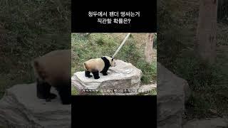 청두에서 팬더 떵싸는거 직관할 확률은? #travel #청두여행 #푸바오 #팬더 #청두팬더 #중국여행