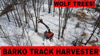 BARKO Harvester cutting wolf trees Amazing biggest machine felling big trees