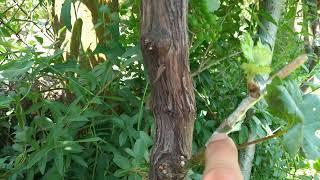 Grafting (cooling) of a vine black on green