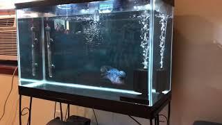 Flowerhorn Play time