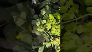 avarai#murangai#puthina #samanthi #sampangi #south #gardening #organic #plants #youtubeshorts