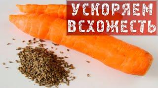 МОРКОВЬ, ПЕТРУШКА, СЕМЕНА! КАК УСКОРИТЬ ВСХОЖЕСТЬ СЕМЯН?