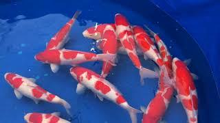 Kim's Koi visit Sakai Fish farm December 2017