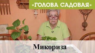 Голова садовая - Микориза