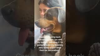 Speck house's ruler: a day in the life #dachshundcross #rottweilercross #dog #puppy
