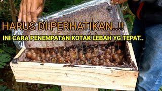 INI CARA PELETAKAN KOLONI LEBAH YG TEPAT.#lebah #trigona #stinglessbee