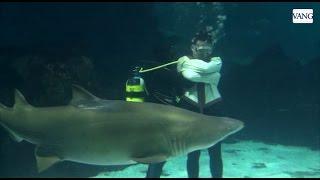 Escapismo extremo rodeado de 13 tiburones