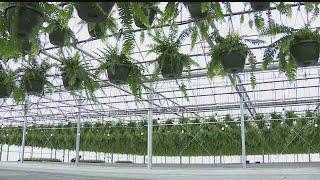 Greenhouses already thinking spring in spite of frigid winter weather