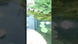 Nymphaeums (water lilies) bloom on the koi pond! Цветут нимфеи (кувшинки) на пруду с карпами кои!