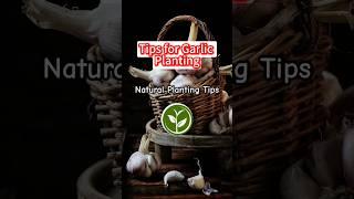 Tips for garlic planting #shortvideo #plants #garden #youtubeshorts #farming #viralvideo #garlic