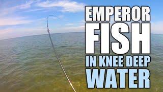 Good Size Emperor Fish sa Knee Deep lang | Ultralight Fishing