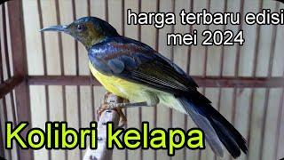 harga terbaru Kolibri kelapa edisi Mei 2024