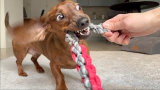 Mini dachshund is fierce in slow motion (and adorable in real time)