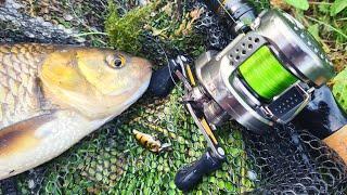 MICRO LURE FISHING FOR SUMMER CHUB ON A SMALL STREAM WITH MY BFS SETUP