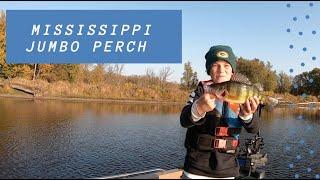 Mississippi River Perch