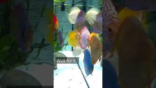 Wait for it... you'll need sound #discus #aquarium #discusfishtank