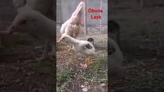 Dakan joja boqish sirlari