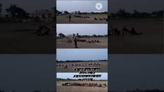 army group una aayojit free physical Training Centre‍️- Kesariya#shortsvideo #shirtsvideo