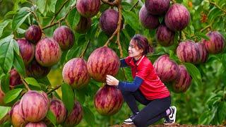 Harvest Lot of Passion Fruit Goes To Market Sell - Use passion fruit for syrup | Free Bushcraft