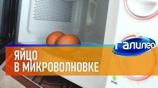 Галилео  Яйцо в микроволновке