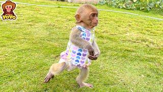 Monkey YiYi so sad when she can't find Ủn Ỉn piglet