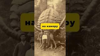 Вымершие животные снятые на камеру #shorts #mystery