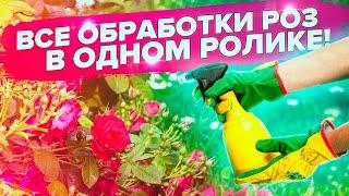 РОЗЫ В ИЮЛЕ. ТЛЯ, МУЧНИСТАЯ РОСА, ЧЕРНАЯ ПЯТНИСТОСТЬ. ЧЕМ ОБРАБОТАТЬ?