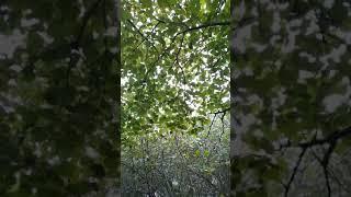 Zaqatala sabuncu