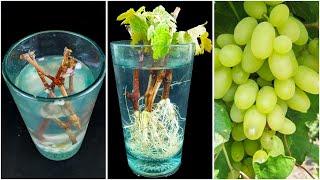 Water propagation for growing grape plant from cuttings || Easiest method for planting