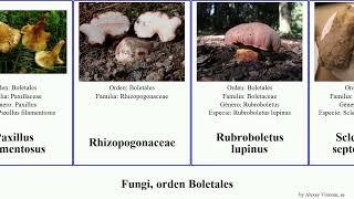 Fungi, orden Boletales boletus suillus xerocomus fungus cepa lupinus tenax radicans longipes You