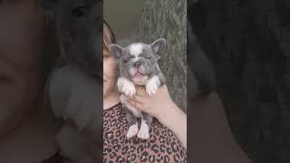 Девчонка лиловая Ждём мамочку #французкийбульдог  #питомниксобак #щенки  #лиловый