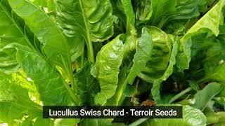 Lucullus Swiss Chard - Terroir Seeds