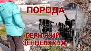 Будки для Бернского Зенненхунда и Далматина