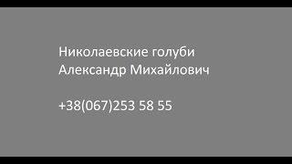 Николаевские голуби Мариуполь. Федай А.М. 12.05.2013