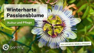 Passionsblume (Passiflora caerulea) – Tipps für die exotische Kletterpflanze