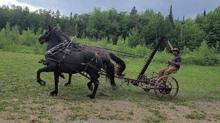 Training or Breaking a Team of Horses to a Sickle Bar Mower