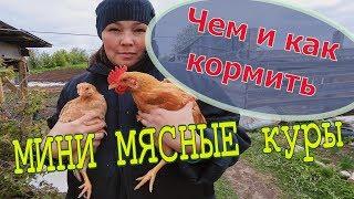 Чем кормить мини-мясных кур // Мое хозяйство