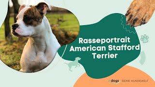 Rasseportrait: American Staffordshire Terrier