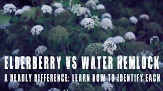 Elderberry vs Water Hemlock: Identify the difference between one deadly and one very useful plant