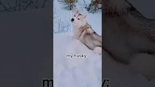 Husky REFUSES to Come Inside! (and EATS snow to prove she's not cold!)