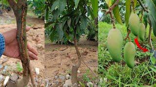 SUPPORTING ROOTSTOCK RESULT,  ADDITIONAL ROOTSTOCK SUCCESS/Gha Agri Tv