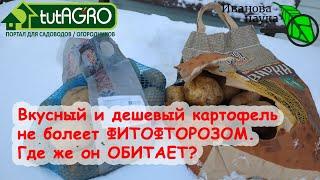 ЭТОТ КАРТОФЕЛЬ НЕ БОЛЕЕТ ФИТОФТОРОЙ и ПАРШОЙ. Очень дешевые семена картофеля по серой схеме.