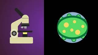 How to use a Microscope | Cells | Biology | Knowledge Platform