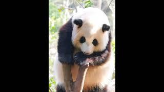 The panda is a bit tired, let me sleep for a while パンダは少し疲れている、しばらく寝てください。熊猫有点困了，让我睡一会
