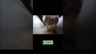 Famous Cats Memes (then vs now) #shorts #memes #nostalgia #catmemes #meme