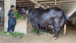 High Milker Nili Ravi Buffaloes of Jutt Dairy and Cattle Farm Part 2