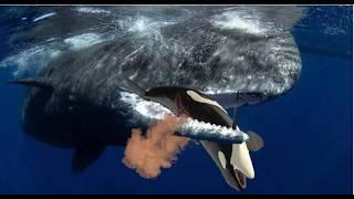 Are Sperm Whale the Killers of Killer Whales?