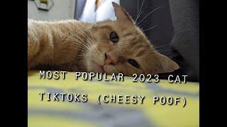 COMPILATION MOST POPULAR CAT TIKTOKS 2023 (CHEESY POOF)